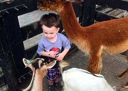 fair petting zoo animals for the kids