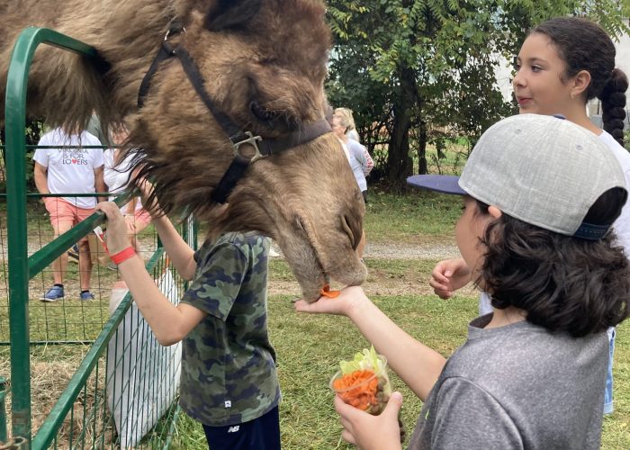 Petting Zoo Bluemont Fair Petting Zoo